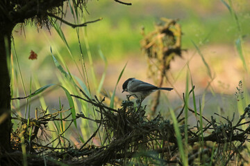 European pied flycatcher in Biebrza National Park, Poland