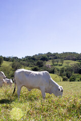 Obraz premium Nelore at sun in the pasture of a farm in Brazil. Livestock concept. Cattle for fattening. Agriculture.