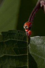A multi-spotted lady bug on a leaf