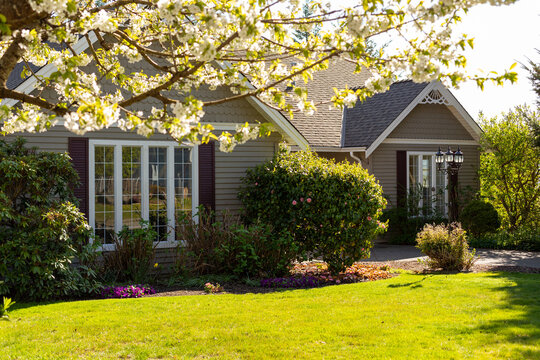 Family home in spring with cherry tree blossoming in the foreground