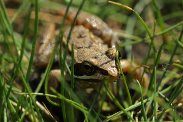 Frog in the grass in Biebrza National Park, Poland