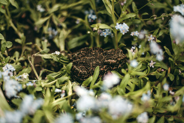 Green big striped toad frog in flowers on the nature.