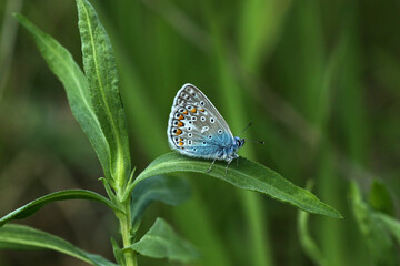 Common blue butterfly in Biebrza National Park, Poland