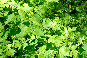 Urtica dioica, often called common nettle, green background