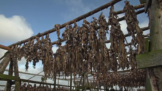 Fish drying on wooden racks Iceland sunny