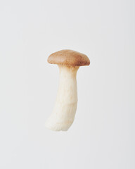 エリンギ,king trumpet mushroom