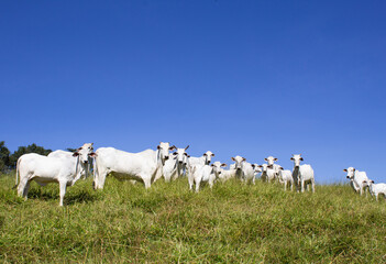Nelore at sun in the pasture of a farm in Brazil. Livestock concept. Cattle for fattening. Agriculture.