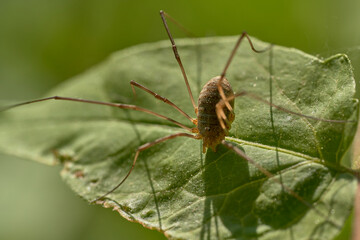 A spider walking on a green leaf