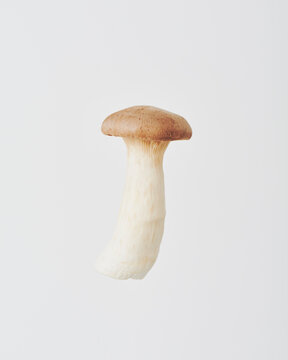 エリンギ,king trumpet mushroom