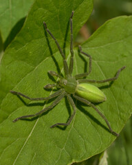 a green huntsman spider on a leaf