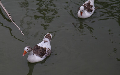 woda gęś ptak natura zwierze © Katarzyna