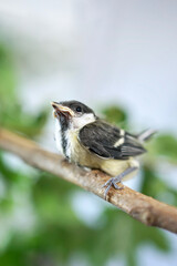 Young baby great tit with grey yellow plumage on twig        