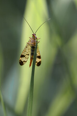 A scorpion fly resting on a leaf