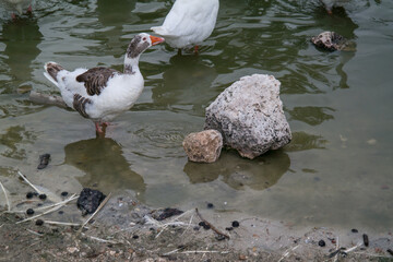 woda gęś ptak natura zwierze © Katarzyna