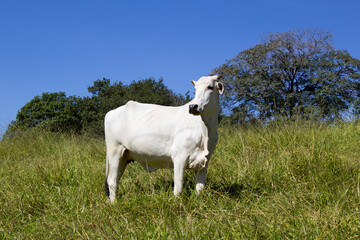 Nelore at sun in the pasture of a farm in Brazil. Livestock concept. Cattle for fattening. Agriculture.