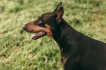Portrait of a beautiful black with brown dog breed Doberman standing in the park on the green grass...
