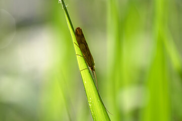 a mottled sedge on leafs