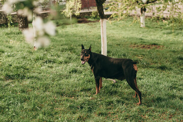 Portrait of a beautiful black with brown dog breed Doberman standing in the park on the green grass in summer.