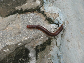 Worm group of monuments at hampi