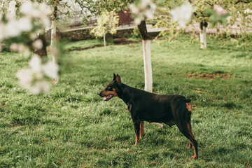 Portrait of a beautiful black with brown dog breed Doberman standing in the park on the green grass in summer.