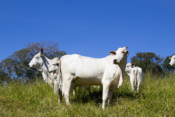 Fototapeta premium Nelore at sun in the pasture of a farm in Brazil. Livestock concept. Cattle for fattening. Agriculture.