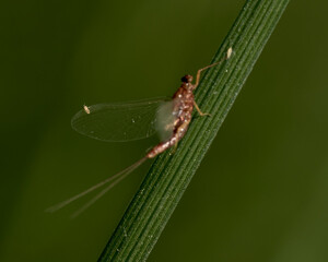 A giant mayfly on a leaf