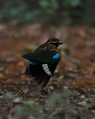 indian pitta bird in food searching