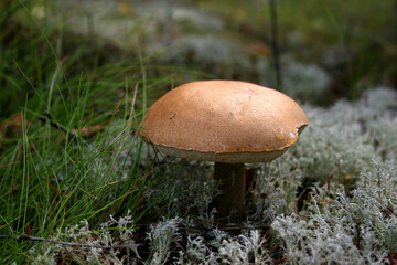 Red-capped scaber stalk mushroom in Bory Tucholskie National Park, Poland