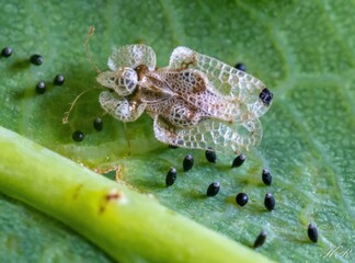 Closeup shot of an oak lace bug on a leaf surface