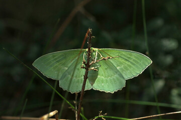 Large emerald butterfly in Bory Tucholskie National Park, Poland