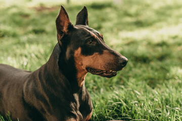 Portrait of a beautiful black and brown dog breed Doberman, which sitting in the park on the green grass in summer.
