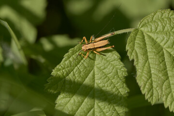 A cricket resting on a leaf