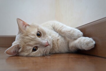 A funny peach-colored cat with amber eyes lies on the floor and looks at the camera.