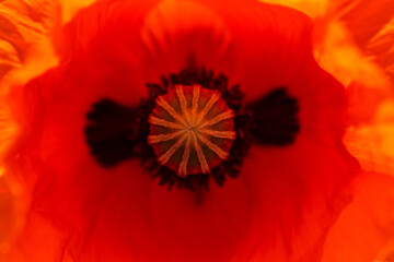 extreme close-up of a poppy flower in the field