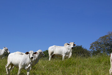 Nelore at sun in the pasture of a farm in Brazil. Livestock concept. Cattle for fattening. Agriculture.