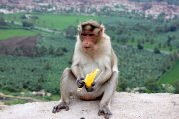 monkey group of monuments at hampi