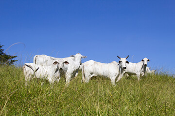 Fototapeta premium Nelore at sun in the pasture of a farm in Brazil. Livestock concept. Cattle for fattening. Agriculture.