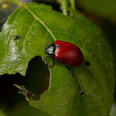 A red beetle climbing a leaf