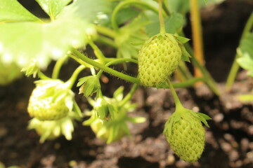 grüne Erdbeeren 1