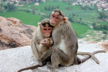 monkey group of monuments at hampi