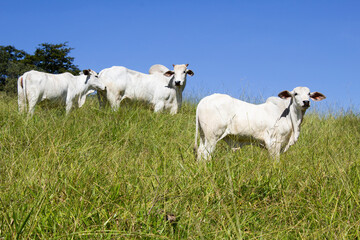 Nelore at sun in the pasture of a farm in Brazil. Livestock concept. Cattle for fattening. Agriculture.