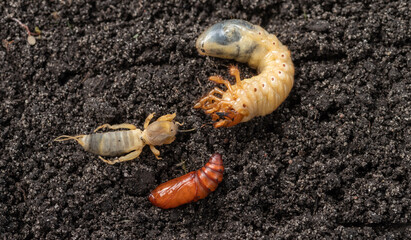 Agricultural pests on the soil. May bug larvae, pupa moth and european mole cricket.