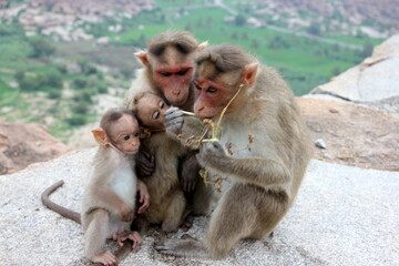 Naklejka premium monkey group of monuments at hampi