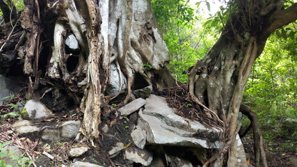 root and rock