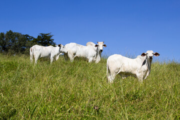 Nelore at sun in the pasture of a farm in Brazil. Livestock concept. Cattle for fattening. Agriculture.