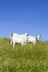 Obraz premium Nelore at sun in the pasture of a farm in Brazil. Livestock concept. Cattle for fattening. Agriculture.