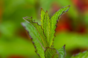 Close-up of green mint plants