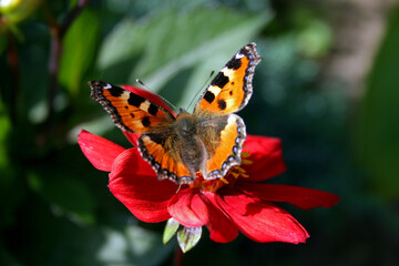 Small tortoiseshell, colourful butterfly in Bory Tucholskie National Park in Poland