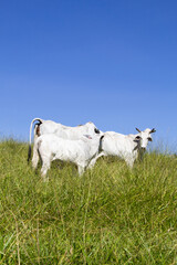 Nelore at sun in the pasture of a farm in Brazil. Livestock concept. Cattle for fattening. Agriculture.
