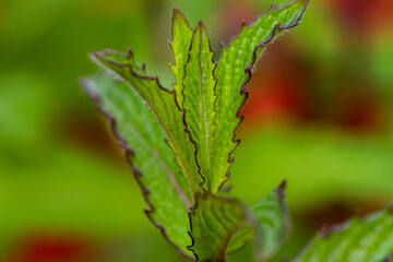 Fototapeta na wymiar Close-up of green mint plants